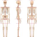 나무 휘트니스 이미지