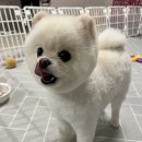 살롱드뚜뚜 이미지