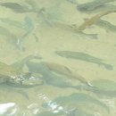 진부목장 이미지