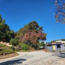 코리아세븐 신림스타점 | 혼마골프 파크골프채 수입과 국산채 장단점