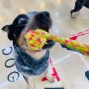 마이펫아카데미 이미지