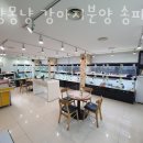 몽냥몽냥 | 추천 송파구 강아지 분양 애견 몽냥몽냥 강아지분양 송파점 애견 정보