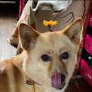 개발바닥 이미지