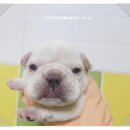아나동물메디컬센터 | 강동구 동물병원, 아나동물메디컬센터에서 사랑하는 반려견과 고양이를 돌보세요!
