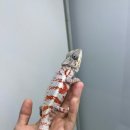 히스(HISS) 이미지