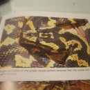 Pythons(A Complete Pet OWnwr`s Manual) 을읽고 1부 이미지