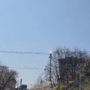 일주일만 개방하는 인천 sk석유화학 벚꽃동산[시크릿스팟 정보공유]