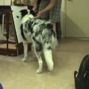 kikopup 님의 훈련트레이닝 동영상---teaching my dog to growl 36~40 (2007년 자료입니다) 이미지