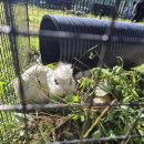 써니터틀 이미지