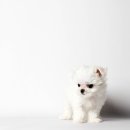 하이, 멍 이미지