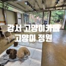 고양이에정원 | 서울 근교 강서/김포 고양이카페 무릎냥이 천국 고양이정원