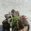 덕실네 Daum카페