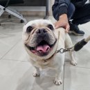 롯데리아내수점 이미지