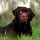 이쁜강아지 이미지