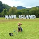 점섬운동장 | 서울근교애견동반 남이섬 강아지 출입 놀이터 운동장, 입장료 할인 정보