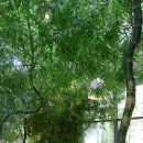 Bamboo 뱀부