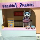 수원-0654 | 서울근교 경기도광주 애견포토존이 많은 호수뷰로 힐링하는 애견카페 "몽실이네"