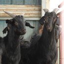 황토골 사슴 농장 이미지