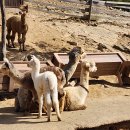 알파카월드 이미지