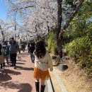 페리카나치킨 장량점 | 3월27일-4월2일 주간일기/꽃보러가기 좋은날씨/맛난거 묵꼬놀기