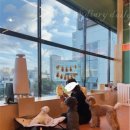 등교하개 이미지