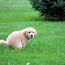 광양동물메디컬센터 이미지