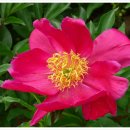 5월 18일 작약 (Peony) 이미지