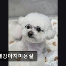 한결강아지미용실 이미지