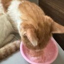 김동물병원 인공수정소 | 아기 고양이 감기 치료법 허피스캡스 후기