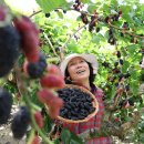 김철수농장 이미지