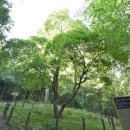 완도 정자리 황칠나무 이미지