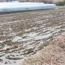 개나리꽃집 이미지