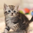 집사의 하루 대구점 이미지