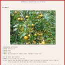 효소 - 돌배효소 발효액 담그기 &amp; 효능 이미지