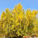 효자 정신비 | 서촌 데이트 가볼만한곳 은행나무 명소 고궁박물관 카멜커피 효자로 단풍길