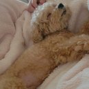 가온동물의료센터 이미지