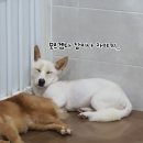 잠자는 숲속의 공주 이미지