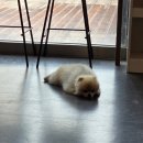 애견카페 펍 곰곰 이미지