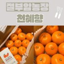 가정농장 | [절부암농장 천혜향] 제주 천혜향 가정용 3kg 솔직 후기