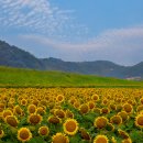 해바라기 이미지