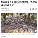 제주서 귤 먹고 떼죽음 직박구리…"농약주입 피의자 특정" 이미지