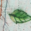 하늘담쟁이 이미지