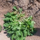 장화농장5 이미지