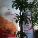 연세느티나무치과의원 이미지