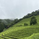 보성헤어 | 보성 펜션 플라밍고 내돈내산 숙소 후기