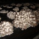 수한농장 이미지