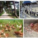 친환경부여농장 이미지