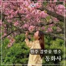 동화사제2약수터 | 원주 겹벚꽃 명소 동화사 - 소금산 근처 봄꽃 나들이