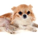 경주동물병원 이미지