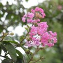 신상계초교 이미지